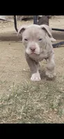 Red nose F1, a female American Pit Bull Terrier for sale in Aurora, CO – 1 of 1