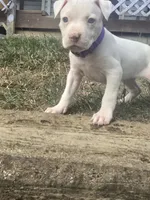 Red nose F5, a female American Pit Bull Terrier for sale in Aurora, CO – 2 of 2