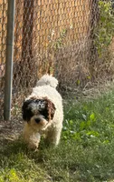 Drake, a male Havapoo for sale in Aurora, CO – 3 of 4