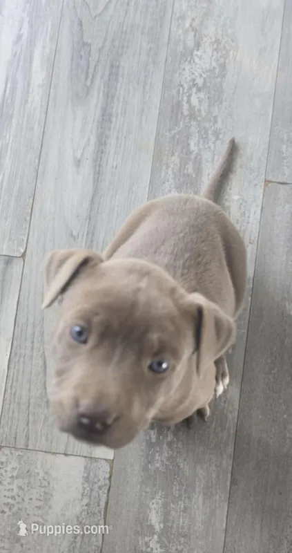 RED NOSE PITY, a female American Pit Bull Terrier for sale in Aurora, CO – Photo 1 of 2