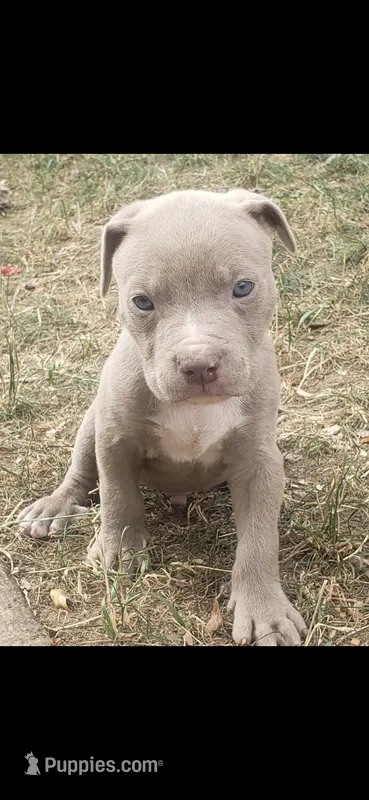 Red nose M1 – American Pit Bull Terrier puppy for sale in Aurora, CO