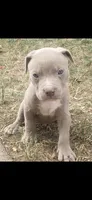 Red nose M1, a male American Pit Bull Terrier for sale in Aurora, CO – 1 of 2