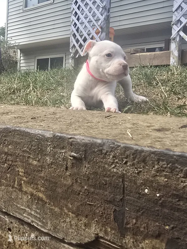 Red nose f2 – American Pit Bull Terrier puppy for sale in Aurora, CO