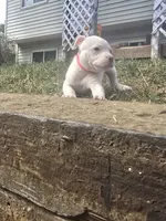 Red nose f2, a female American Pit Bull Terrier for sale in Aurora, CO – 1 of 1