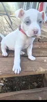 Red nose F3, a female American Pit Bull Terrier for sale in Aurora, CO – 2 of 2