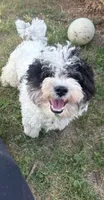 Drake, a male Havapoo for sale in Aurora, CO – 4 of 4