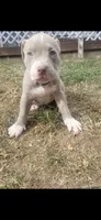 Red nose F6, a female American Pit Bull Terrier for sale in Aurora, CO – 2 of 3