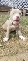 Red nose F6, a female American Pit Bull Terrier for sale in Aurora, CO – 3 of 3