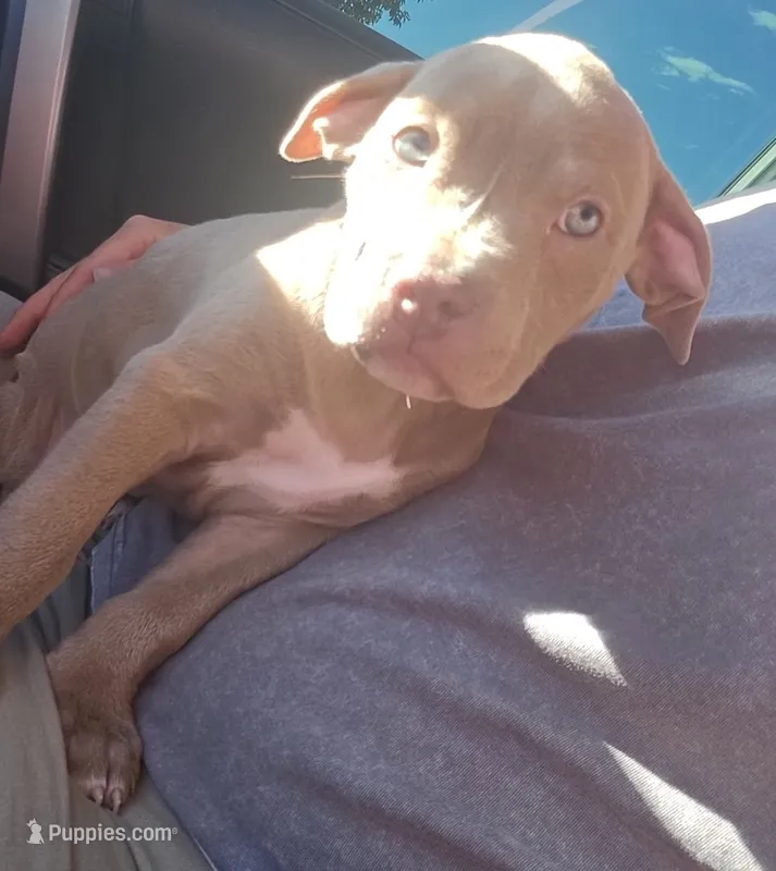 Red nose F4 – American Pit Bull Terrier puppy for sale in Aurora, CO