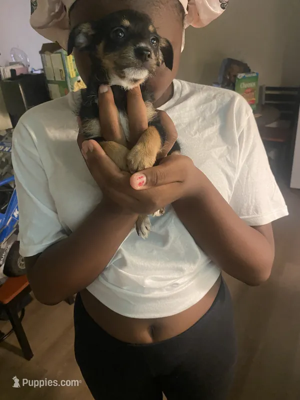 Blackout – Yorkshire Terrier puppy for sale in Charlotte, NC