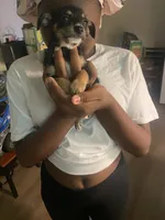 Blackout, a male Yorkshire Terrier for sale in Charlotte, NC – 1 of 1