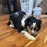 Dakota, a female Miniature Australian Shepherd for sale in Matheson, CO – Photo 2 of 2