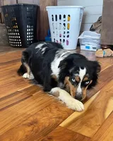 Dakota, a female Miniature Australian Shepherd for sale in Matheson, CO – Photo 2 of 2