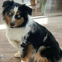 Dakota, a female Miniature Australian Shepherd for sale in Matheson, CO – Photo 1 of 2