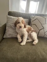 Milo, a male Cockapoo for sale in Joliet, IL – Photo 10 of 10