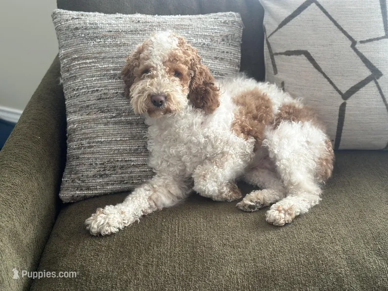Milo – Cockapoo puppy for sale in Joliet, IL