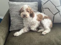 Milo, a male Cockapoo for sale in Joliet, IL – Photo 1 of 10