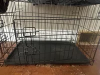 Milo, a male Cockapoo for sale in Joliet, IL – Photo 4 of 10