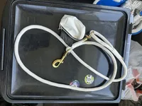 Milo, a male Cockapoo for sale in Joliet, IL – Photo 9 of 10