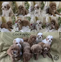 Milo, a male Cockapoo for sale in Joliet, IL – Photo 3 of 10