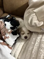 Buddy , a male Cocker Spaniel for sale in Dover, DE – 3 of 4