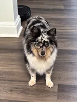 Oreo, a female Miniature Australian Shepherd for sale in Dover, DE – 1 of 1