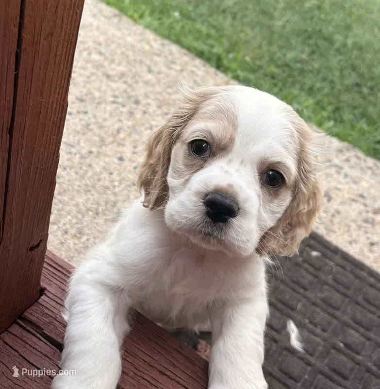 Buddy  – Cocker Spaniel puppy for sale in Dover, DE