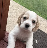 Buddy , a male Cocker Spaniel for sale in Dover, DE – 1 of 4