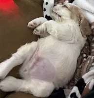 Buddy , a male Cocker Spaniel for sale in Dover, DE – 2 of 4