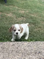 Buddy , a male Cocker Spaniel for sale in Dover, DE – 4 of 4