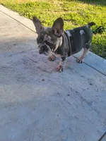 French bulldogs , a female French Bulldog for sale in Sacramento, CA – Photo 4 of 4