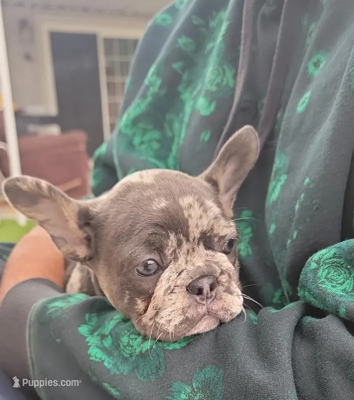 French bulldogs  – French Bulldog puppy for sale in Sacramento, CA
