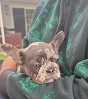 French bulldogs , a female French Bulldog for sale in Sacramento, CA – Photo 1 of 4