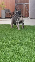 French bulldogs , a female French Bulldog for sale in Sacramento, CA – Photo 2 of 4