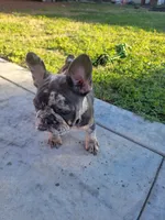French bulldogs , a female French Bulldog for sale in Sacramento, CA – Photo 3 of 4