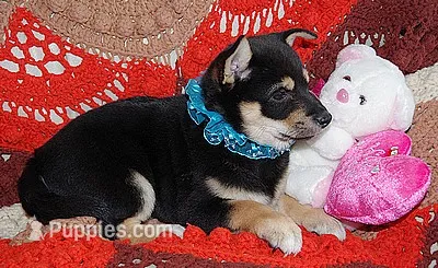 AKC LOXY Black n Tan Girl w/blue bow – Shiba Inu puppy for sale in Alma, NE