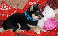 AKC LOXY Black n Tan Girl w/blue bow, a female Shiba Inu for sale in Alma, NE – 1 of 3