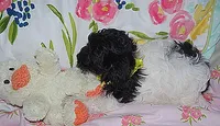 AKC SUMMER, a female Havanese for sale in Alma, NE – 2 of 3