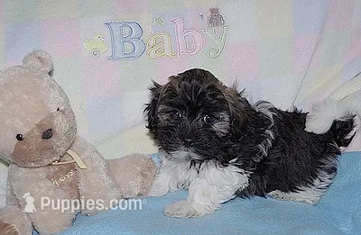 BuckaRoo – Havanese puppy for sale in Alma, NE