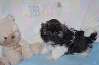 BuckaRoo, a male Havanese for sale in Alma, NE – 1 of 4