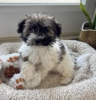 AKC SPOT – Havanese puppy for sale in Alma, NE