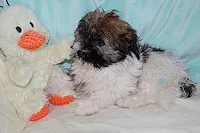 AKC SPOT, a male Havanese for sale in Alma, NE – Photo 3 of 4