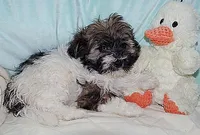 AKC SPOT, a male Havanese for sale in Alma, NE – Photo 2 of 4