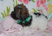 AKC SUNSHINE, a female Havanese for sale in Alma, NE – 2 of 3
