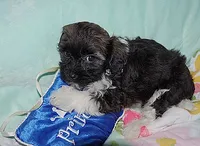 PRINCE, a male Havanese for sale in Alma, NE – 2 of 4