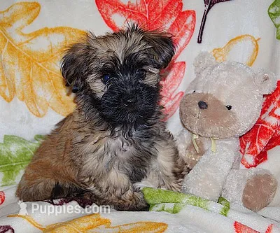 KOKO – Havanese puppy for sale in Alma, NE