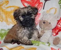 KOKO, a male Havanese for sale in Alma, NE – 1 of 3