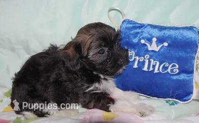 PRINCE – Havanese puppy for sale in Alma, NE