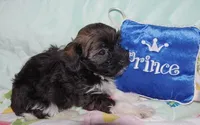 PRINCE, a male Havanese for sale in Alma, NE – 1 of 4