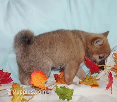 AKC LOXY RED girl  – Shiba Inu puppy for sale in Alma, NE